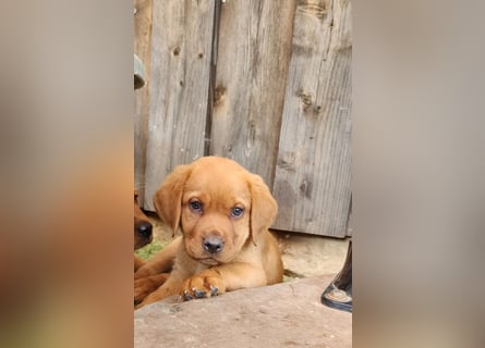 Labrador WELPEN Hündinnen foxtred mit Ahnentafel und EU Impfbuch