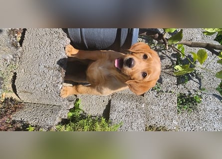 Zuckersüße Labrador WELPEN Rüde und Hündinnen mit Ahnentafel und EU Impfbuch