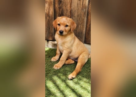 Labrador WELPEN Hündinnen foxtred mit Ahnentafel und EU Impfbuch