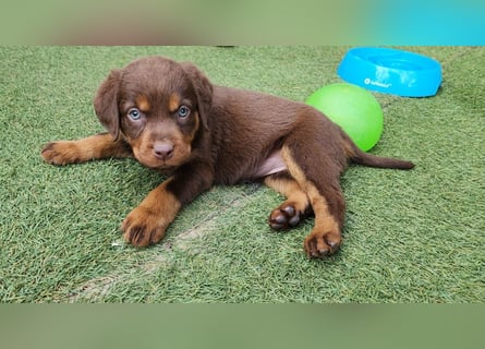 Labrador Hündin, Welpe schwarz und braun/tan mit Ahnentafel und EU Impfbuch