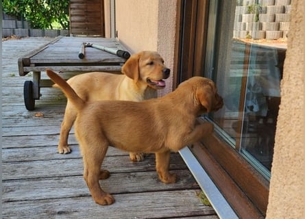 Zuckersüße Labrador WELPEN Rüde und Hündinnen mit Ahnentafel und EU Impfbuch