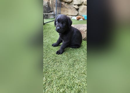 Labrador Hündin, Welpe foxred mit Ahnentafel und EU Impfbuch