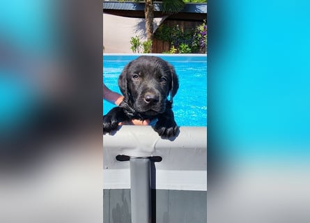 Labrador Hündin, Welpe foxred mit Ahnentafel und EU Impfbuch