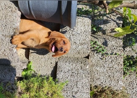 Zuckersüße Labrador WELPEN Rüde und Hündinnen mit Ahnentafel und EU Impfbuch