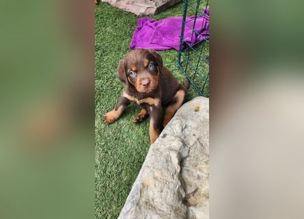 Labrador Hündin, Welpe schwarz und braun/tan mit Ahnentafel und EU Impfbuch