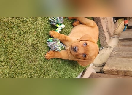 Zuckersüße Labrador WELPEN schwarz und foxred mit Ahnentafel und EU Impfbuch