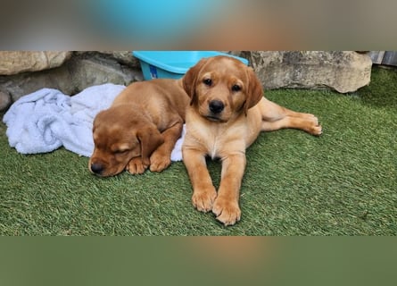 Zuckersüße Labrador WELPEN Rüde und Hündinnen mit Ahnentafel und EU Impfbuch