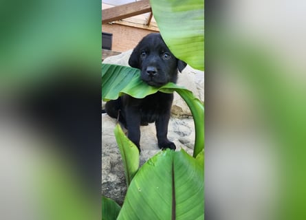 Labrador Hündin, Welpe foxred mit Ahnentafel und EU Impfbuch