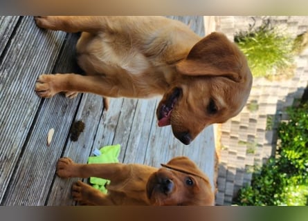 Zuckersüße Labrador WELPEN Rüde und Hündinnen mit Ahnentafel und EU Impfbuch