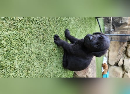 Zuckersüße Labrador WELPEN schwarz und foxred mit Ahnentafel und EU Impfbuch