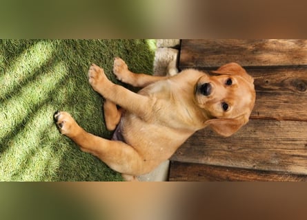 Zuckersüße Labrador WELPEN schwarz und foxred mit Ahnentafel und EU Impfbuch