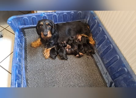 Dackel Welpen, Rauhaarteckel Welpen, reinrassig