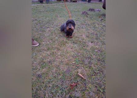 Dackel Welpen, Rauhaarteckel Welpen, reinrassig