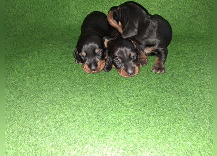 Dackel Welpen, Rauhaarteckel Welpen, reinrassig