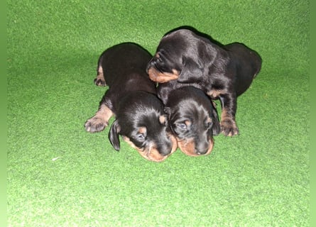Dackel Welpen, Rauhaarteckel Welpen, reinrassig