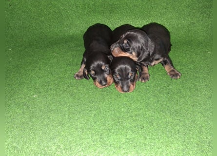 Dackel Welpen, Rauhaarteckel Welpen, reinrassig
