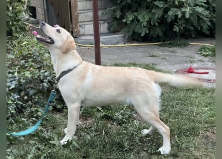 Labrador Retriever Hündin (9 Monate) aus Spitzenverpaarung (FCI - VDH Papiere)