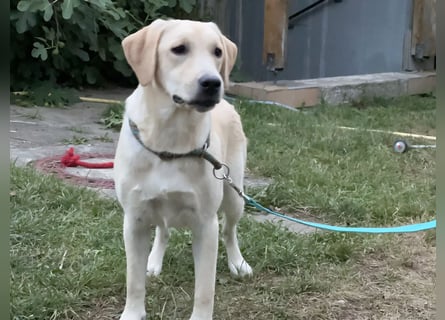 Labrador Retriever Hündin (9 Monate) aus Spitzenverpaarung (FCI - VDH Papiere)