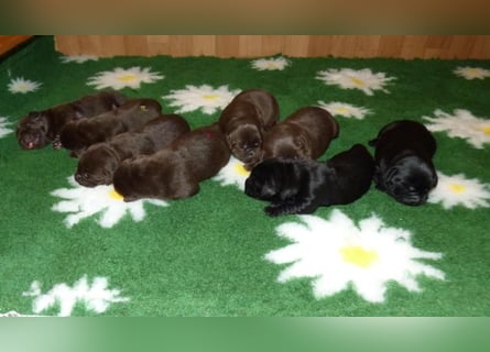 Eine Hündin in Chocolate sucht ihre Familie