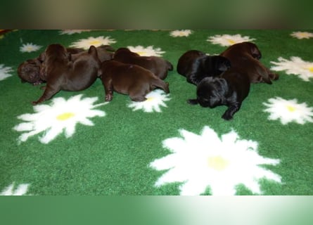 Eine Hündin in Chocolate sucht ihre Familie