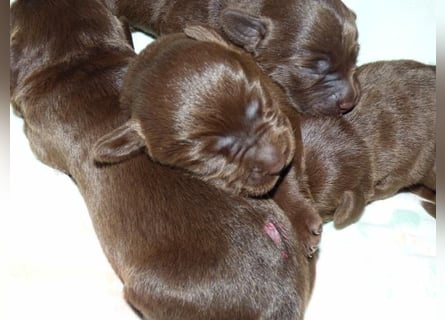 Wir erwarten Welpen in Chocolate und Schwarz zu Anfang Juli