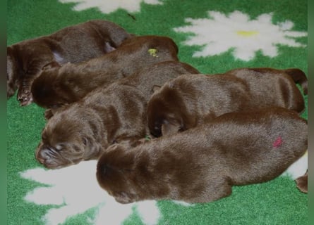 Eine Hündin in Chocolate sucht ihre Familie