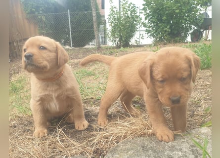 Labrador Welpen Foxred Showlinie