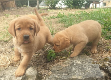 Labrador Welpen Foxred Showlinie