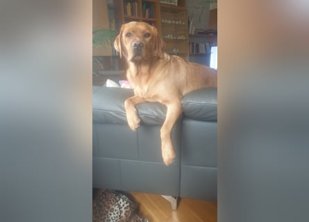 Labrador Welpen Foxred Showlinie
