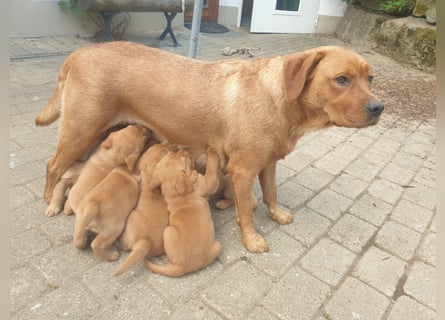 Labrador Welpen Foxred Showlinie