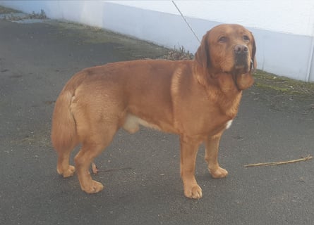 Labrador Welpen Foxred Showlinie