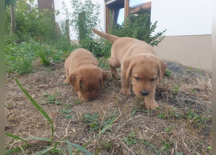 Labrador Welpen Foxred Showlinie