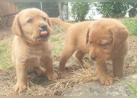 Labrador Welpen Foxred Showlinie