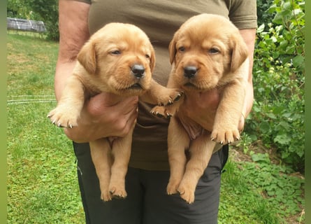 Labrador Welpen Foxred Showlinie