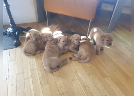 Labrador Welpen Foxred Showlinie