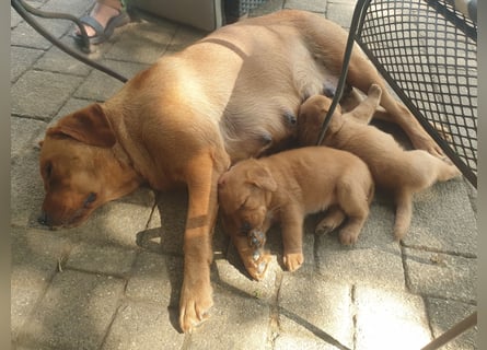 Labrador Welpen Foxred Showlinie