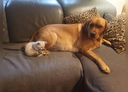 Labrador Welpen Foxred Showlinie