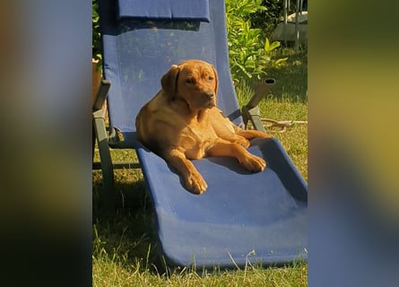 Labrador Welpen Foxred Showlinie
