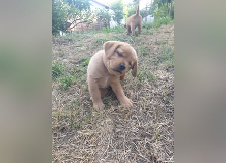 Labrador Welpen Foxred Showlinie
