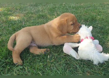 Labrador Welpen Foxred Showlinie