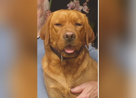 Labrador Welpen Foxred Showlinie
