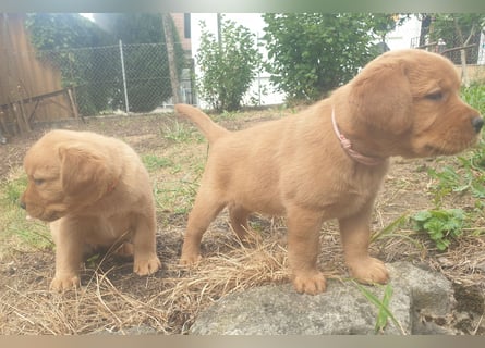 Labrador Welpen Foxred Showlinie