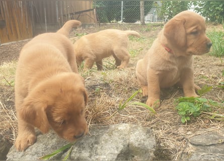 Labrador Welpen Foxred Showlinie