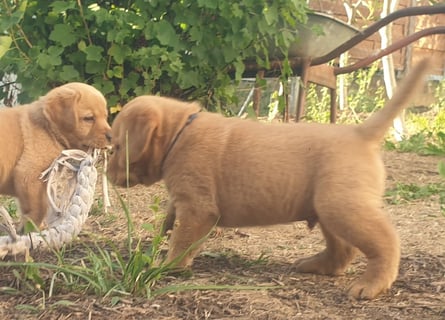 Labrador Welpen Foxred Showlinie