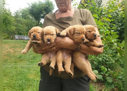 Labrador Welpen Foxred Showlinie