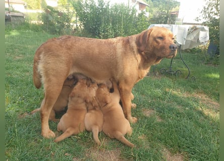 Labrador Welpen Foxred Showlinie