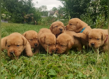 Labrador Welpen Foxred Showlinie