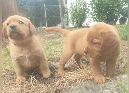 Labrador Welpen Foxred Showlinie