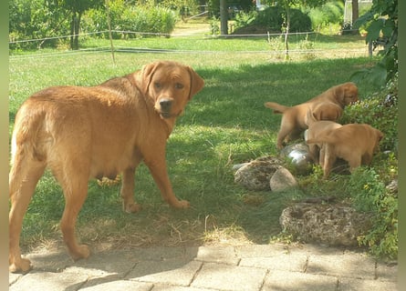 Labrador Welpen Foxred Showlinie
