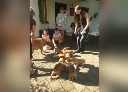 Labrador Welpen Foxred Showlinie